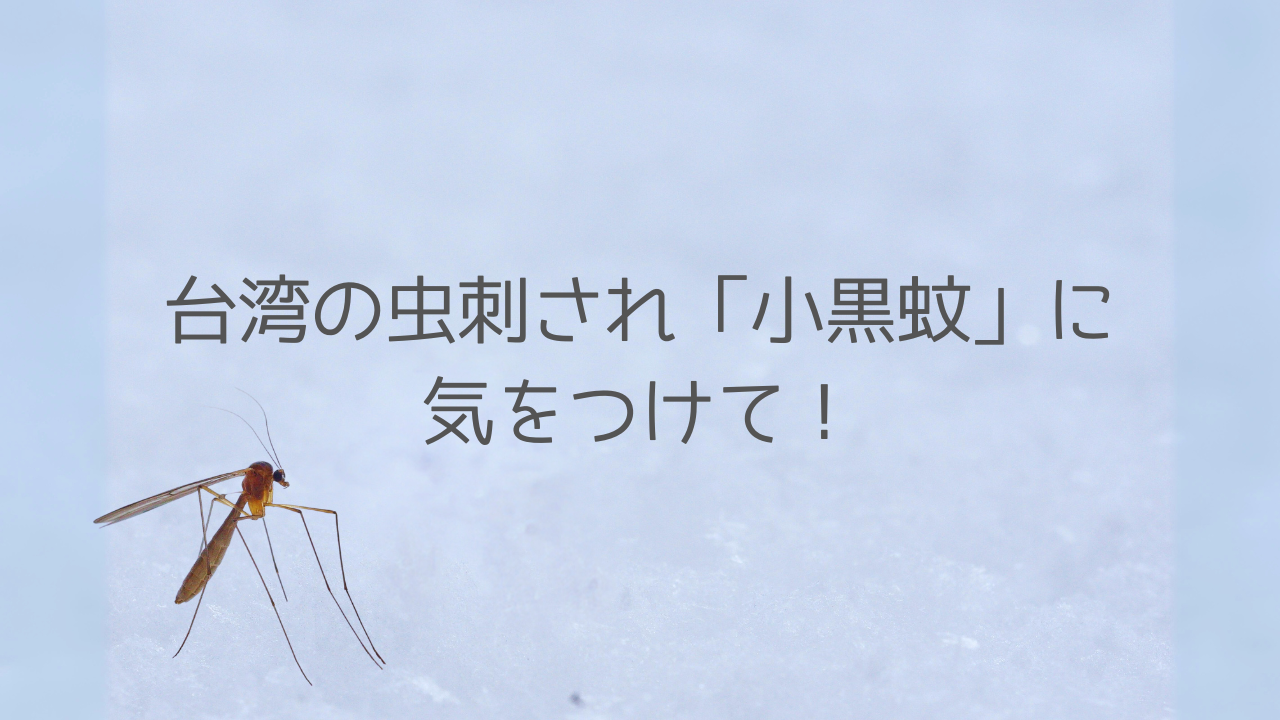 台湾の虫刺され「小黒蚊」に気をつけて！解説します。